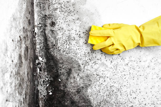 Best White Mold Remediation in Rockwood, MI