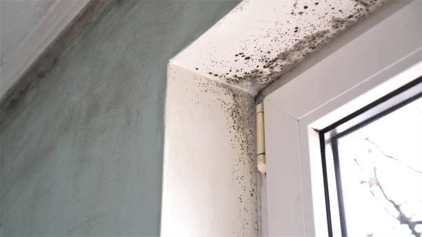 Best Mold Testing and Inspection Services in Rockwood, MI