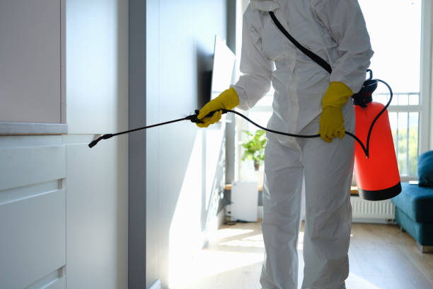 Best Crawl Space Mold Remediation in Rockwood, MI