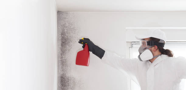 Best Mold Remediation for Specific Building Types in Rockwood, MI