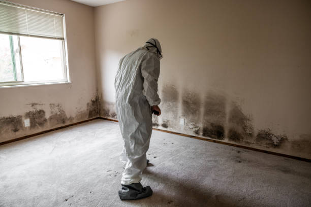 Best Insurance-Related Mold Remediation in Rockwood, MI