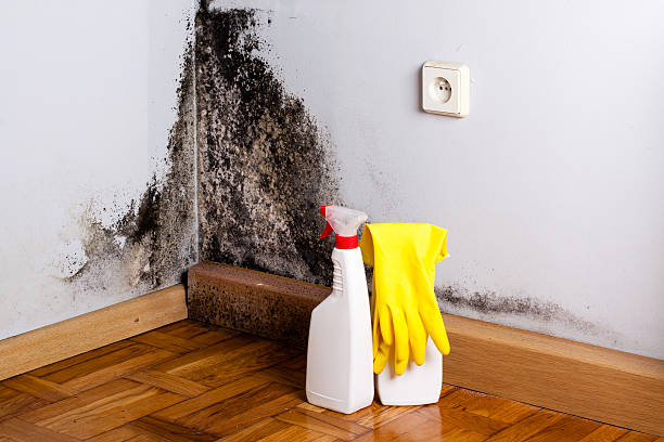 Trusted Rockwood, MI Mold Remediation Experts