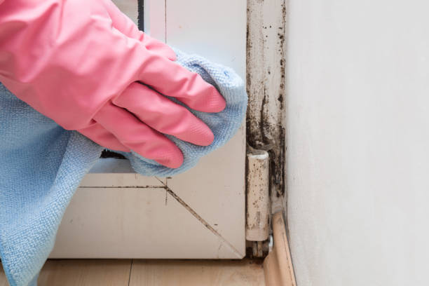 Best Emergency Mold Remediation in Rockwood, MI