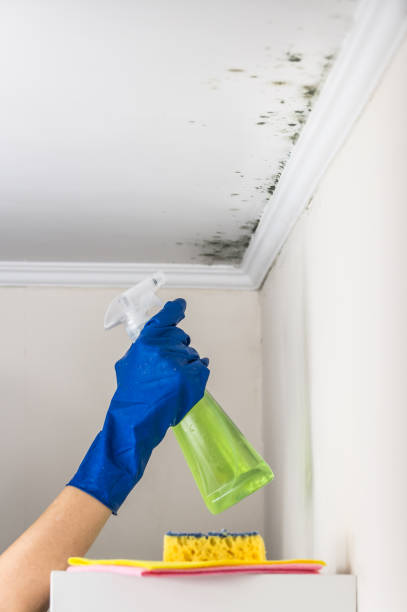Best Commercial Mold Remediation in Rockwood, MI